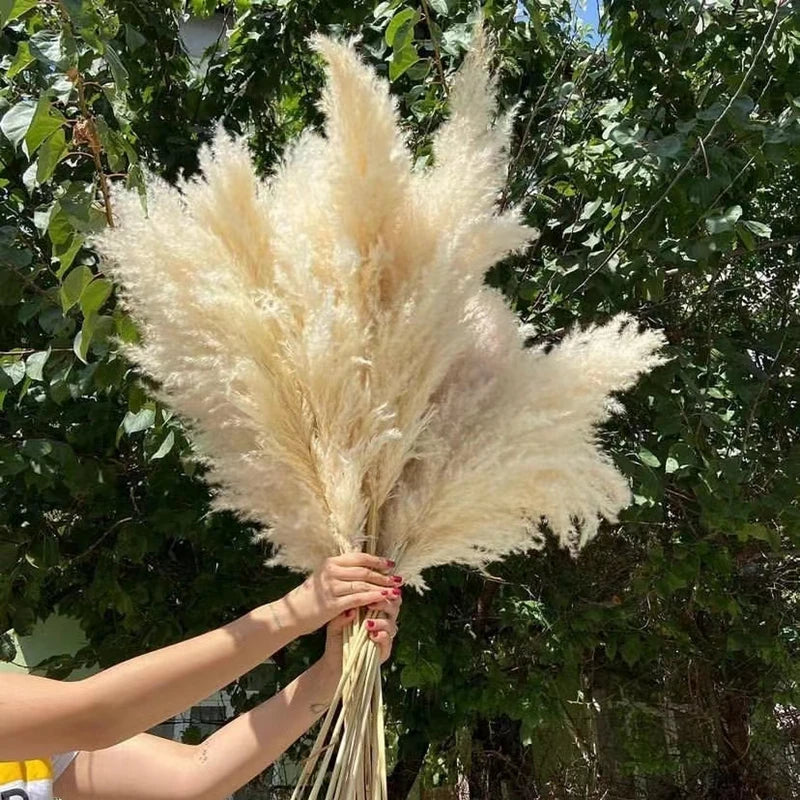 80cm Large Natural Dried Pampas Bouquet, Dry Fluffy Beige Pampas Decoration Vase Botanical Boho Home Wedding Party Decoration