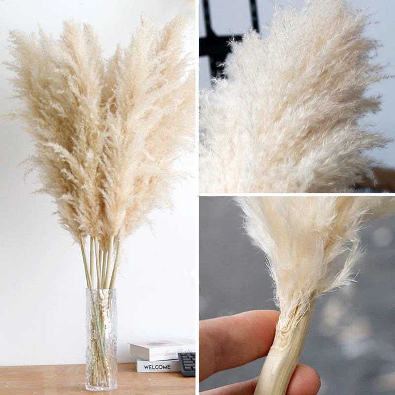 80cm Large Natural Dried Pampas Bouquet, Dry Fluffy Beige Pampas Decoration Vase Botanical Boho Home Wedding Party Decoration